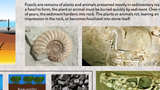 Our Earth - Rocks & Fossils Poster