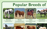 Popular Breeds of Horses Poster
