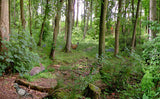 A classroom or nursery scene setter of a vibrant beautiful green forest and path, complete with hidden forest animals and plants for children to find! Great for immersive and imaginative role play.  The freestanding scene setter can be used inside & outside. Made from lightweight correx which is easy to clean and waterproof. The scene setter folds away easily for storage and folds out simply and quickly for set up.