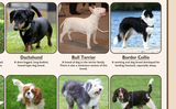 Popular Breeds of Dogs Poster