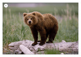 A Teddy Bears Picnic
