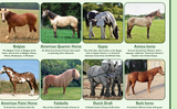 Popular Breeds of Horses Poster