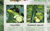 Vegetables Poster Healthy Eating (2)