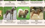 Popular Breeds of Dogs Poster