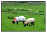 On the Sheep Farm