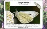 Butterflies of the United Kingdom - Top Ten Butterfly Species Poster