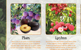 Fruits Poster Healthy Eating (2)