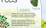 All about Trees Poster