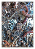 Minibeasts in the Garden Photo Pack Digital Download