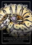 Exotic Pets Popular Reptiles - Set of 6 - A3
