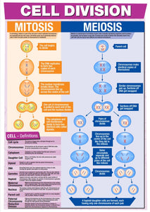 GCSE Science Cell Division - A2 Poster