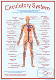 Circulatory System - A2 size