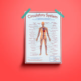 Circulatory System - A2 size