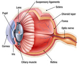 Educational GCSE Biology or General Science poster to support the understanding of the anatomy of the eye.  The poster covers the following areas of study:      A labelled external view of the eye with functions of each part     A detailed cross section showing the anatomy with an explanation of function     The workings of the pupil in different light conditions     The retina structure and how the retinal cells enable vision