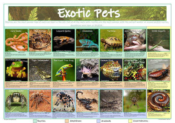 Exotic Pets - Paper Laminated - Size A2 - 59 x 42cm (APPROX)