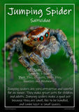 Exotic Pets Popular Arachnids - Set of 6 - A3
