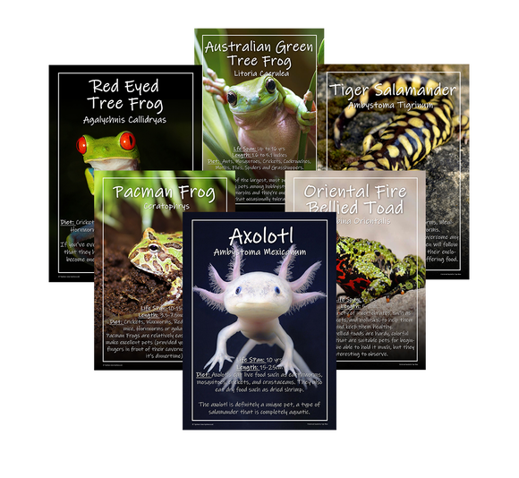 Exotic Pets Popular Amphibians - Set of 6 - A3