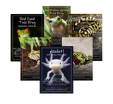 Exotic Pets Popular Amphibians - Set of 6 - A3