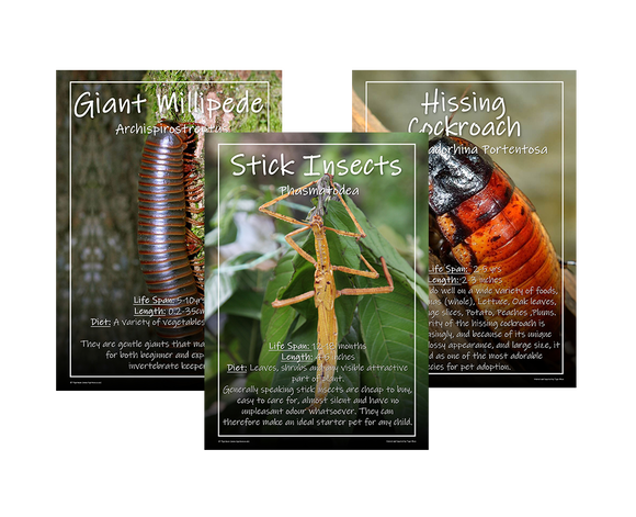 Exotic Pets Popular Invertebrates - Set of 3 - A3