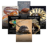 Exotic Pets Popular Reptiles - Set of 6 - A3