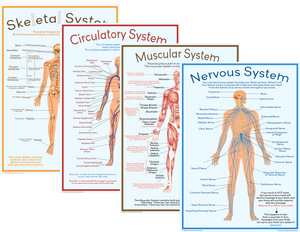 Body Systems- Set of 4 - A3 size