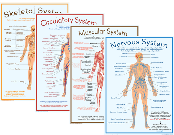 Body Systems- Set of 4 - A3 size