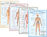 Body Systems- Set of 4 - A3 size