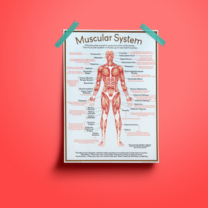 Muscular System - A2 size