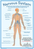 Nervous System - A2 size