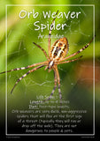 Exotic Pets Popular Arachnids - Set of 6 - A3