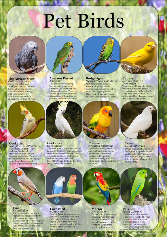 Pet Birds Poster
