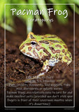 Exotic Pets Popular Amphibians - Set of 6 - A3