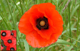 Remembrance Day Photo Pack