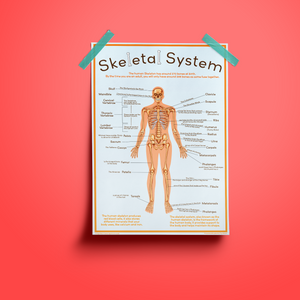 Skeletal System - A2 size