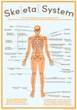 Skeletal System - A2 size