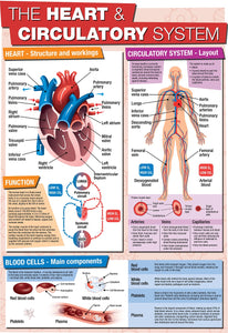 Educational GCSE Biology or General Science poster to support the understanding of the heart and circulatory system. The poster covers the following areas of study: The Heart - structure and workings The Circulatory System - Layout Blood Cells - Main components