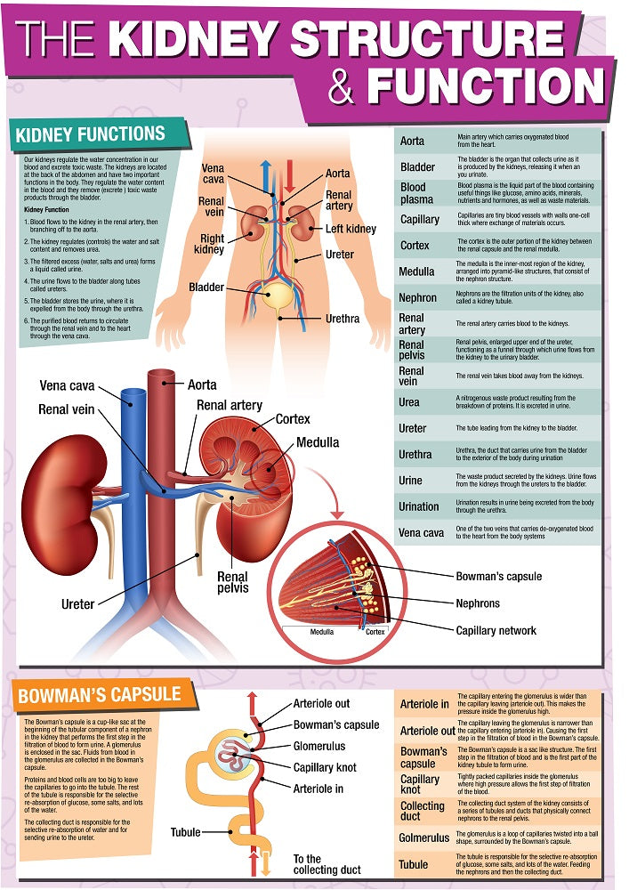 GCSE Science The Kidney Structure & Function - A2 Poster β Tiger Moon