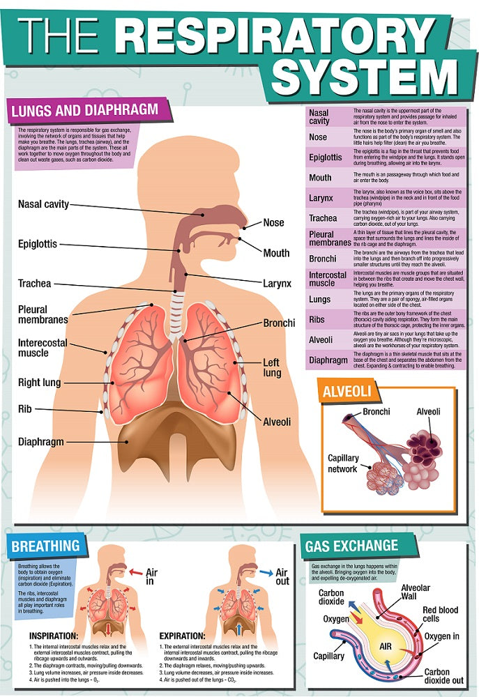 Basic Respiratory System The Respiratory System Just Breathe: Respiratory System Worksheet For