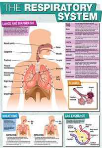 GCSE Science The Respiratory System - A2 Poster