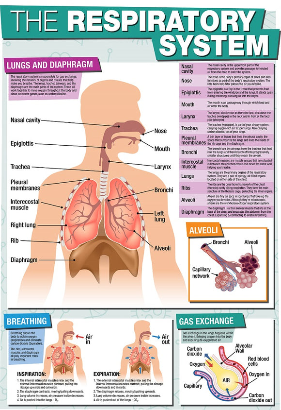 GCSE Science The Respiratory System - A2 Poster