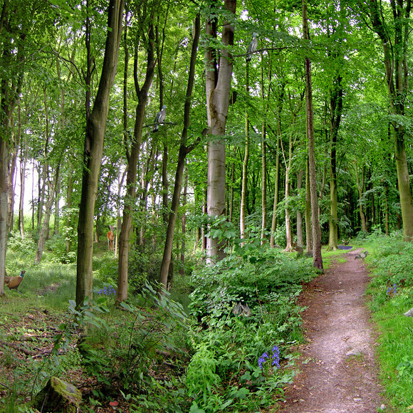 Tiger Play Tray Mat A Path Through the Forest – Tiger Moon