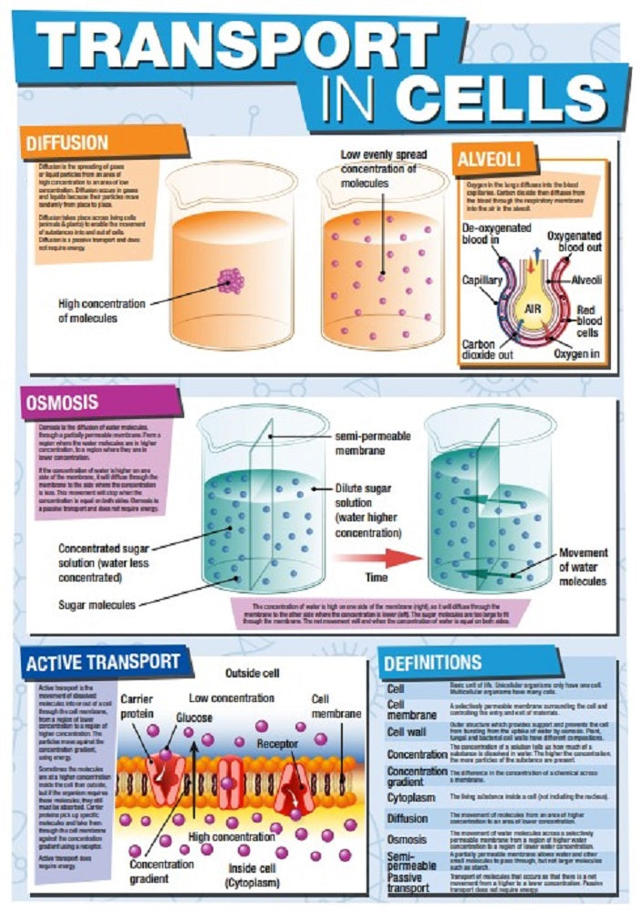GCSE Science Transport in Cells - A2 Poster – Tiger Moon
