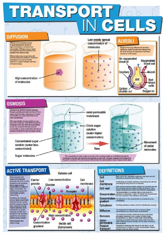 GCSE Science Transport in Cells - A2 Poster