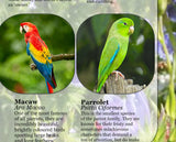 Pet Birds Poster