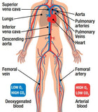 Educational GCSE Biology or General Science poster to support the understanding of the heart and circulatory system. The poster covers the following areas of study: The Heart - structure and workings The Circulatory System - Layout Blood Cells - Main components