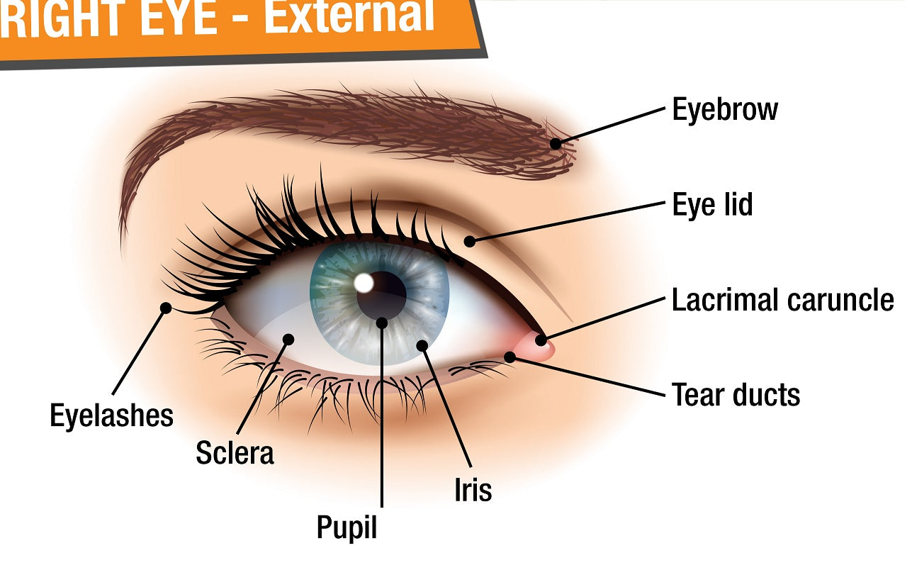 Anatomy Of External Eye External Carotid Branches 3D Anatomy