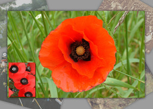 Remembrance Day Photo Pack