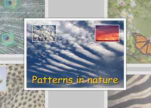 Patterns In Nature Photo Pack Digital Download