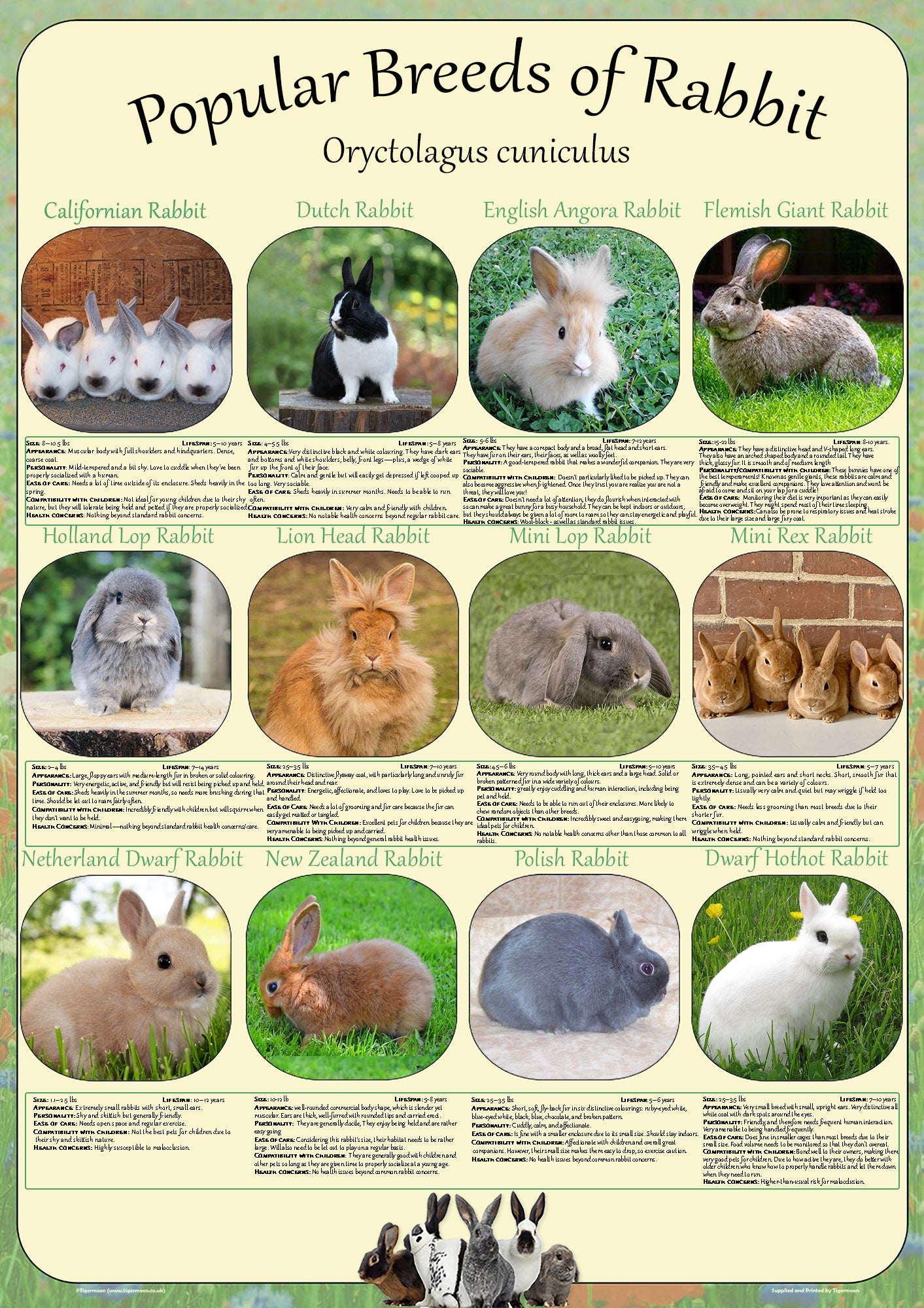 Variations To Rabbits Rabbit Breeds That Stay Small