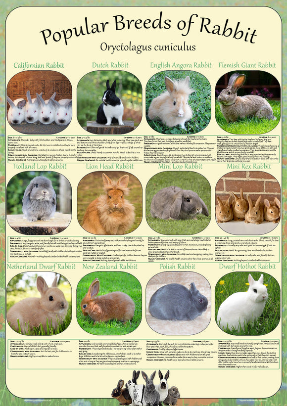 Popular breeds of Rabbit Poster - size A2 – Tiger Moon
